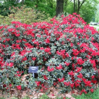 Rhododendron'Baden-Baden' 