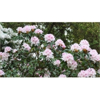 Rhododendron'Cheer' 