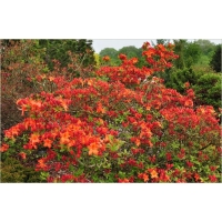 Azalea knaphill'Hotspur Red' 