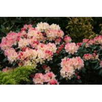 Rhododendron yakusimanum'Percy Wiseman' 