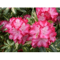 Rhododendron'President Roosevelt' 
