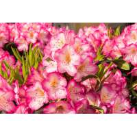 Rhododendron'Kurfürstin Sophie' 