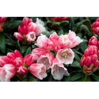 Rhododendron yakushimanum'Looking Glass' 