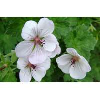 Geranium'Coombland White'