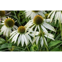 Echinacea purpurea'White Swan'