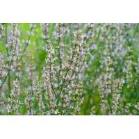 Nepeta nuda'Anne's Choice'