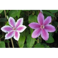 Clematis'Carnaby' 