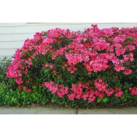 Rhododendron'Winsome' 
