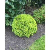 Thuja occidentalis'Mirjam' 