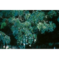 Robinia pseudoacacia'Tortuosa' 