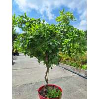 Robinia'Twisty Baby' 