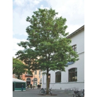 Robinia pseudoacacia'Bessoniana' 