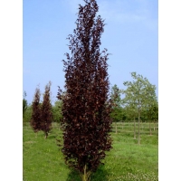 Fagus sylvatica'Atropunicea' 