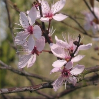 Prunus cerasifera'Nigra' 
