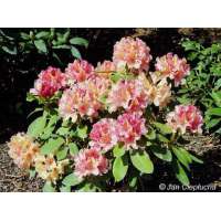 Rhododnedron'Brasilia' 