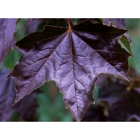 Acer platanoides'Royal Red' 
