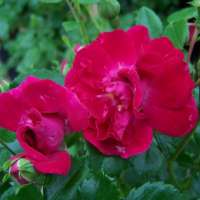Rosa'Crimson Shower' 
