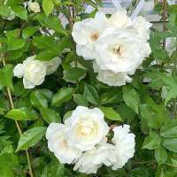 Rosa'Climbing Snow Princess' 
