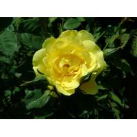 Rosa'Golden Gate' 