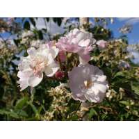 Rosa'Guirlande Rose' 