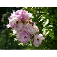 Rosa'Lavender Siluetta' 