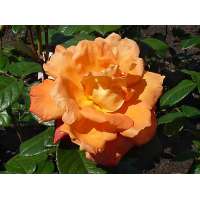 Rosa'Louis de Funes' 