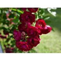 Rosa'Perennial Red Domino' 