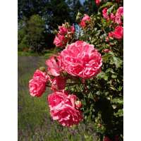 Rosa'Rosarium Uetersen' 