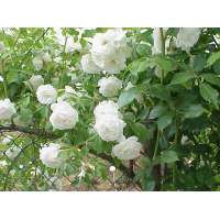 Rosa'Climbing Schneewitchen' 