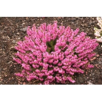 Erica carnea'Rosalie' 
