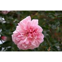 Rosa'Francois Juranville' 