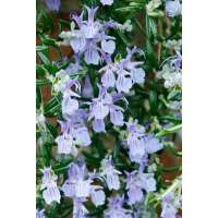 Rosmarinus officinalis'Blue Rain'