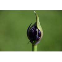 Agapanthus'Royal Velvet' 