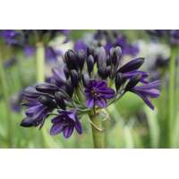 Agapanthus'Royal Velvet' 