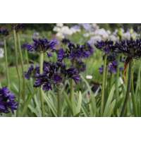 Agapanthus'Royal Velvet' 