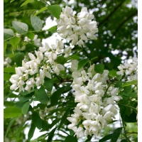 Robinia pseudoacacia'Bessoniana' 