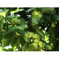 Hazelnoot (Corylus'Halle'sche Riesen') 