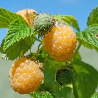 Framboos (Rubus idaeus'Fallgold') 