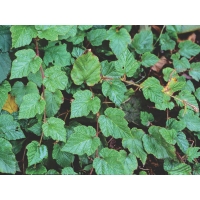 Rubus tricolor 