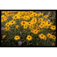 Rudbeckia fulgida'Goldsturm'