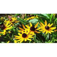 Rudbeckia fulgida'Little Gold Star'