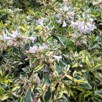 Abelia grandiflora'Jelly Beans' 