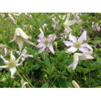 Clematis viticella'Little Nell' 