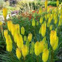 Kniphofia'Lemon Popsicle'