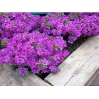 Azalea japonica'Hiroko' 