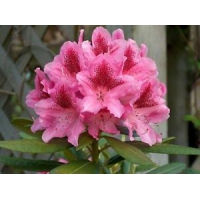 Rhododendron'Cosmopolitan' 