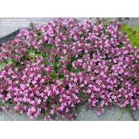 Thymus praecox'Pseudolanuginosus'