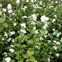 Symphoricarpos albus 
