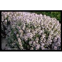 Thymus vulgaris'Compactus'