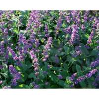 Salvia verticillata'Smouldering Torches'